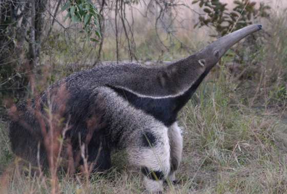 Nace una cría de Oso Hormiguero salteño en Corrientes