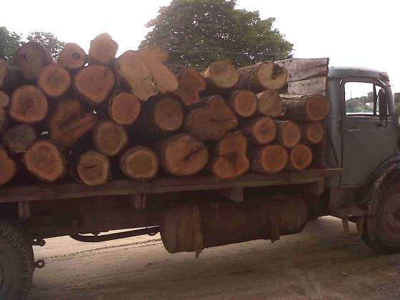 En un operativo se decomisó madera en el norte provincial