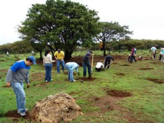 Se plantaron 200 árboles en barrio Solidaridad