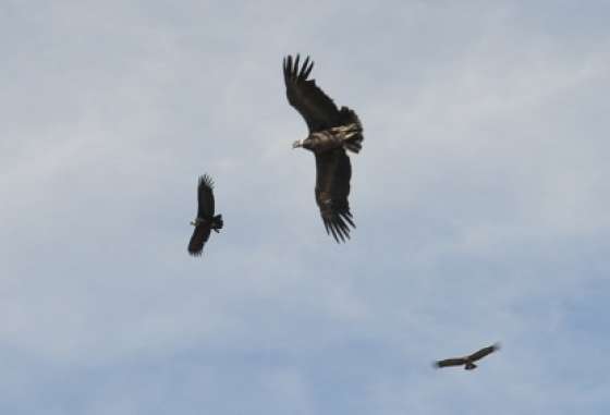 En una emotiva ceremonia andina fue liberado el cóndor Wayra en Cafayate
