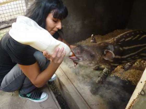 India, un tapir hembra, nueva integrante de la Estación de Fauna