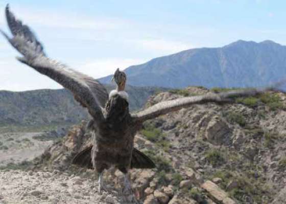 Miles de niños, jóvenes y adultos aprendieron características del cóndor andino