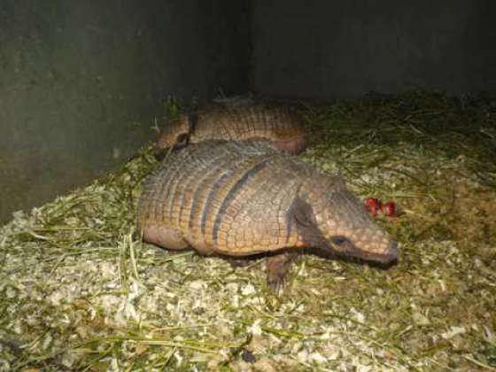 Dos gualacates se recuperan en la Estación de Fauna Autóctona