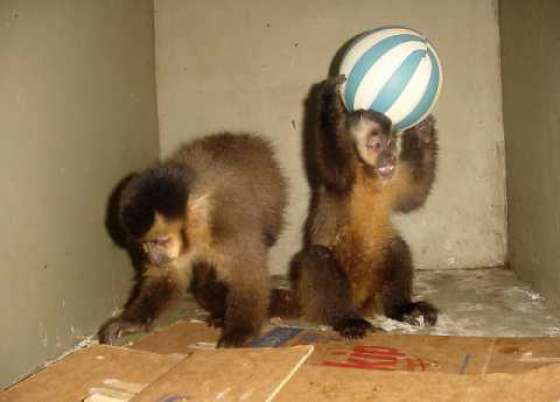 En el Día del Animal se destacó la tarea de la Estación de Fauna