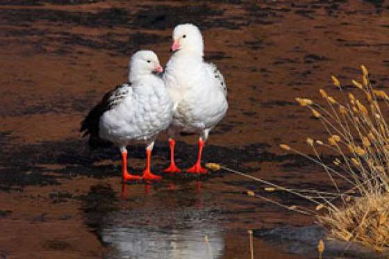 Prohíben la caza y venta de cauquenes, guayatas y carancas a nivel nacional