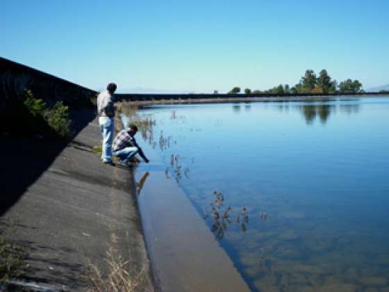 Ambiente confirma la causa de la mortandad de pejerreyes en dique Las Lomitas