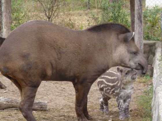 Integran a una cría de tapir en la Estación de Fauna Autóctona
