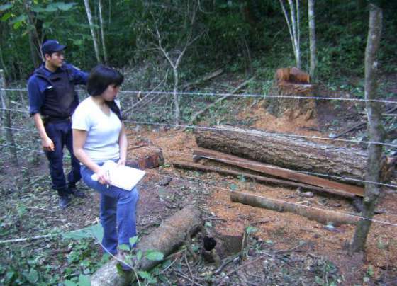 Verificaron en San Martín proyectos forestales no autorizados