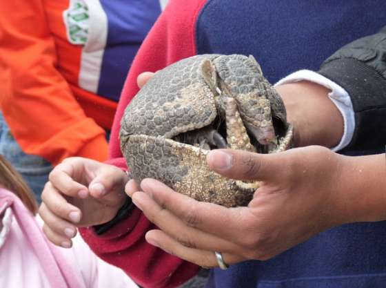 Controles en el Chaco salteño para evitar la caza y comercialización del quirquincho bola