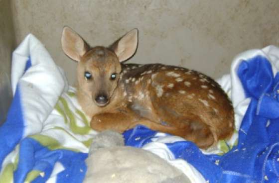 Se dio ingreso a una corzuela parda en la Estación de Fauna Autóctona