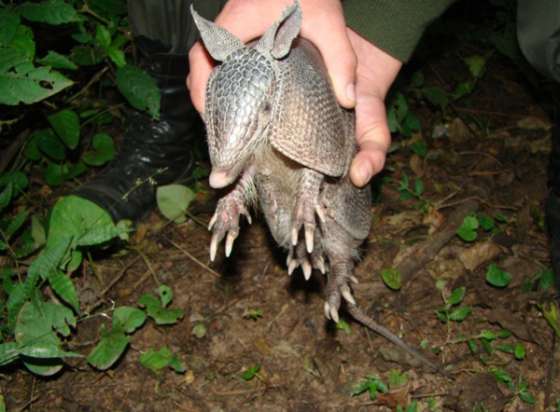 En Tartagal liberaron una mulita y la devolvieron a su hábitat