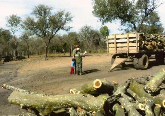 Ambiente detectó dos trailers con cargamento ilegal de madera en Anta