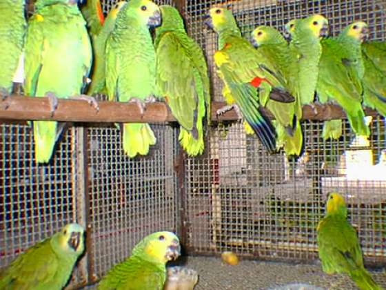 Temporada de comercialización de aves vivas