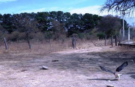 Fue liberado un aguilucho común