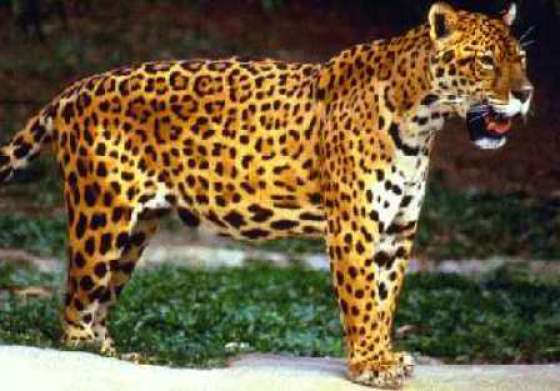 Jornadas de planificación estratégica nacional para la conservación del Yaguareté