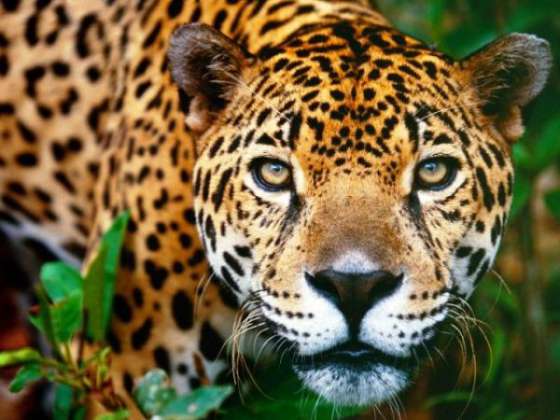 Comenzaron las Jornadas de Planificación para la Conservación del Yaguareté