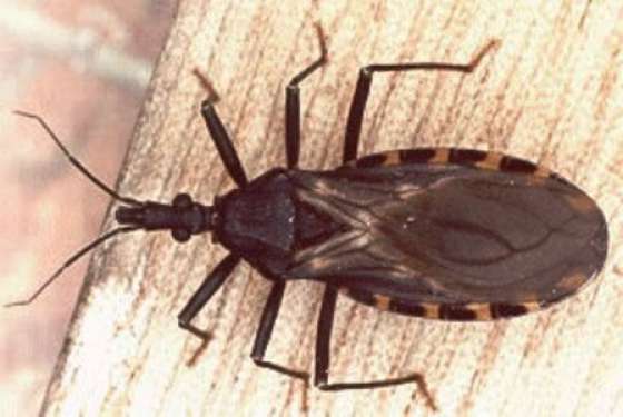 No se registraron a la fecha casos de Chagas en la provincia