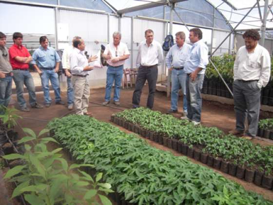 Entregaron plantas de cultivos tropicales a productores del norte provincial