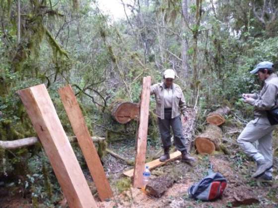 Ambiente detectó el corte ilegal de madera en El Rincón e Isla de Cañas