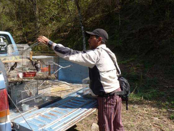 Liberan aves en reserva de finca Las Costas
