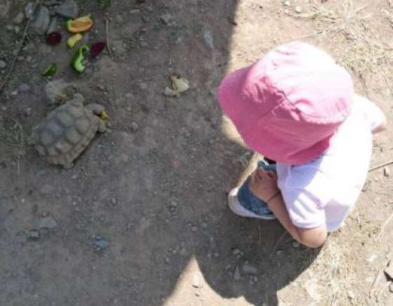 Ambiente advierte que los animales silvestres no son mascotas