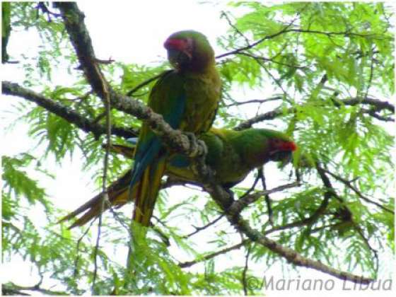 El Guacamayo Verde fue declarado Monumento Natural de Salta