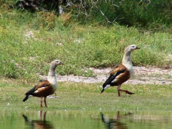 Guardaparques obtienen beca de la asociación Aves Argentinas