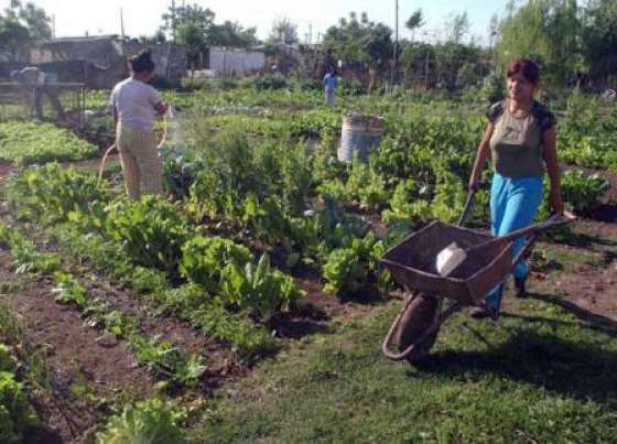 Salud Pública impulsa la creación de huertas familiares y comunitarias