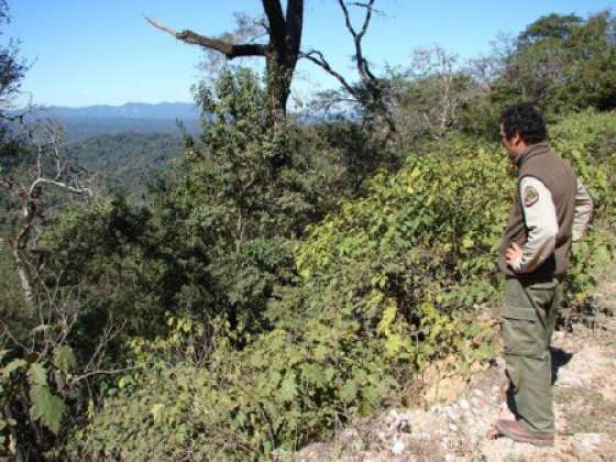 Salta recibirá más de $44 millones para planes de manejo y conservación de bosques