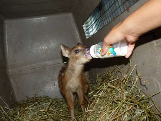 Ingresó un ejemplar macho de Corzuela Parda al Bioparque Salta