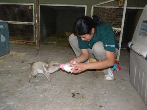 La Estación de Fauna trabaja en la rehabilitación de un pequeño pecarí