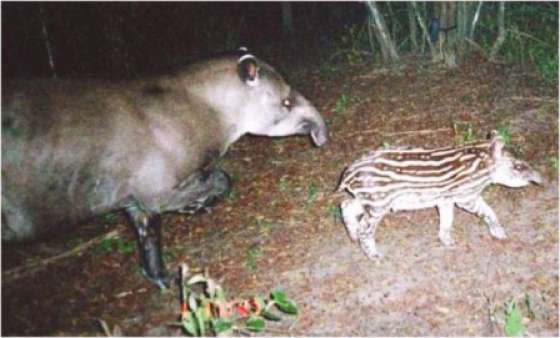 El tapir fue declarado Monumento Natural salteño