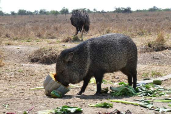 En 2011 ingresaron al Bioparque 900 ejemplares de fauna silvestre