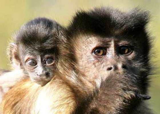 En el Bioparque se promueve la integración de animales silvestres