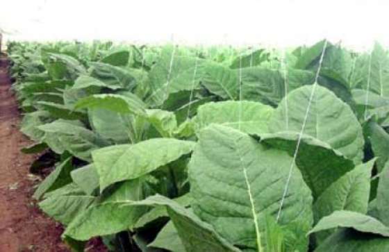 Se fijó en $15,45 el precio del tabaco Virginia para la campaña 2011- 2012