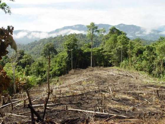 Titulares de permisos de desmontes deberán readecuar proyectos a la normativa vigente