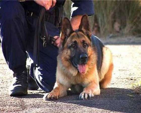 Exposición sobre cuidado de las mascotas