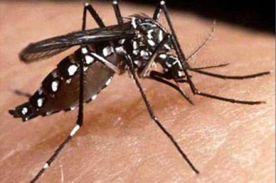 Medidas para evitar la circulación de dengue ante alto tránsito de personas en zonas de frontera