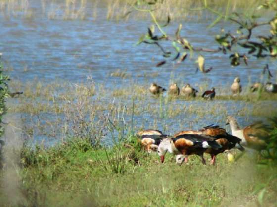 Continúa el monitoreo poblacional del ganso del monte
