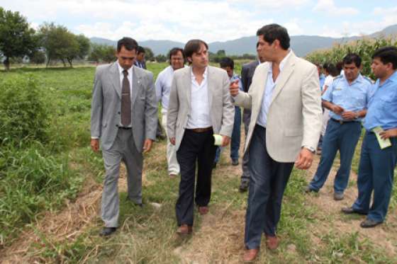Primera  cosecha de stevia en la Granja Penal “La Isla”