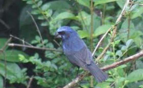Decomiso de aves autóctonas