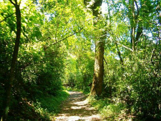 Analizan el avance de planes de manejo y conservación de bosques nativos