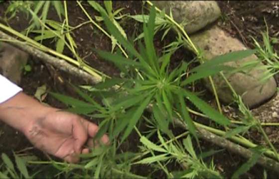 Secuestraron un centenar de plantas de marihuana en Vaqueros