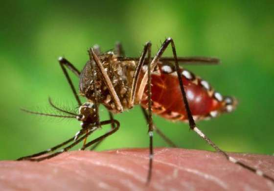 Salud Pública recuerda la importancia de la prevención para combatir el dengue