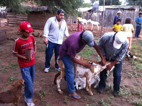 Vacunación de animales de corral en Gral. Ballivián