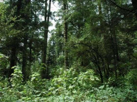 Vence el  plazo para la presentación de proyectos de manejo sostenible de bosques