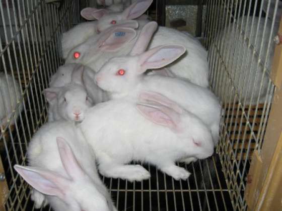 Apoyo del Gobierno a la actividad cunícola