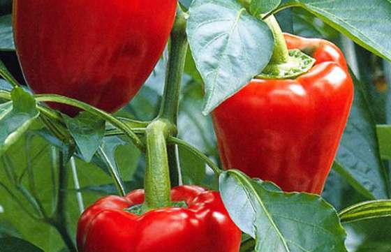 Mañana se realizará una nueva reunión de la Mesa Hortícola