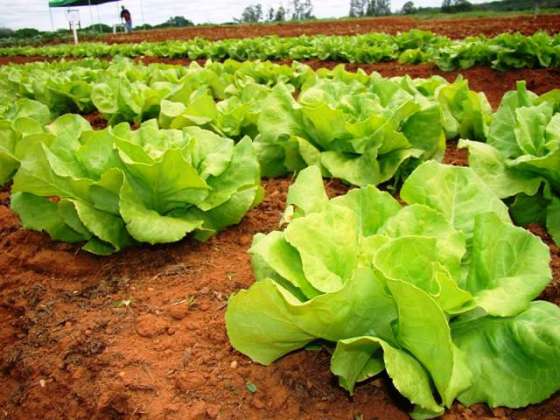 La Mesa Hortícola analizó políticas sanitarias