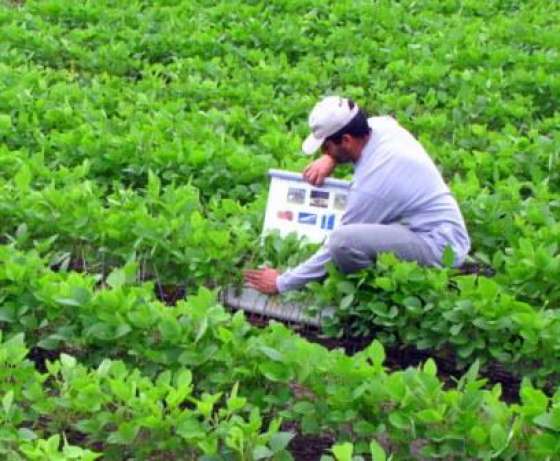 El complejo picudo de la soja, eje central de la reunión de provincias productoras